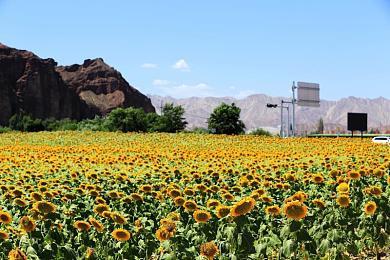 《斯普拉遁3》打工模式不再限时开放 改为常驻模式